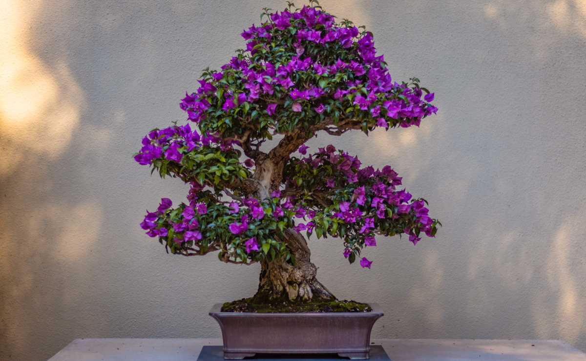 ¿Has tenido un bonsái? Beneficios de poner uno en tu hogar