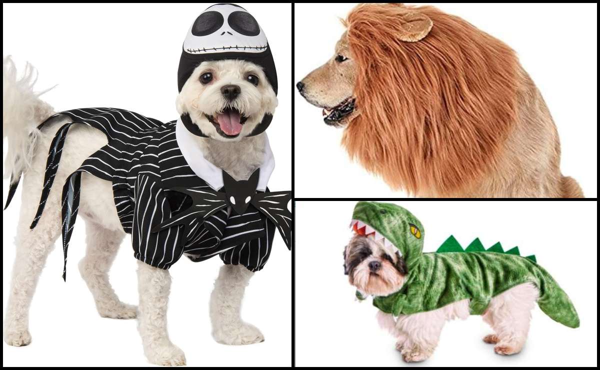 10 disfraces de Halloween para llevar a tu perro a pedir dulces