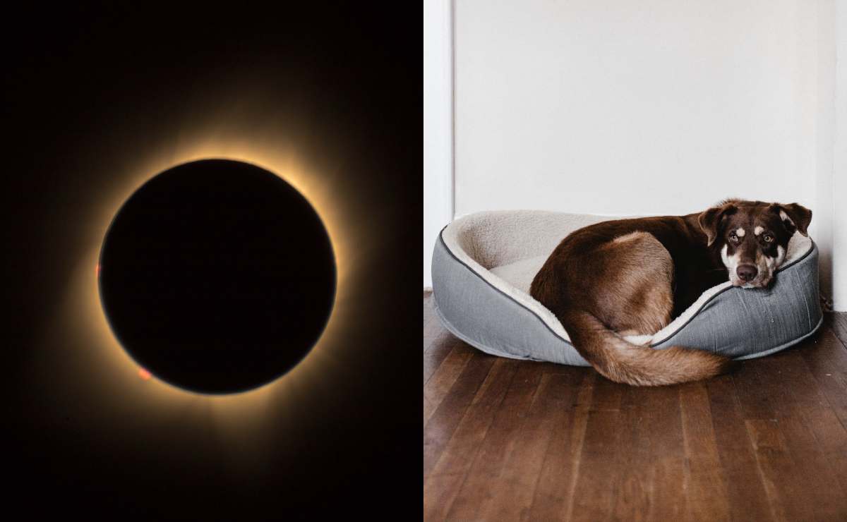 cómo cuidar a tus mascotas durante el eclipse solar 2023