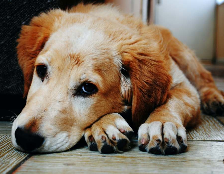 Qué tan peligrosas son las pulgas para tu perro o gato