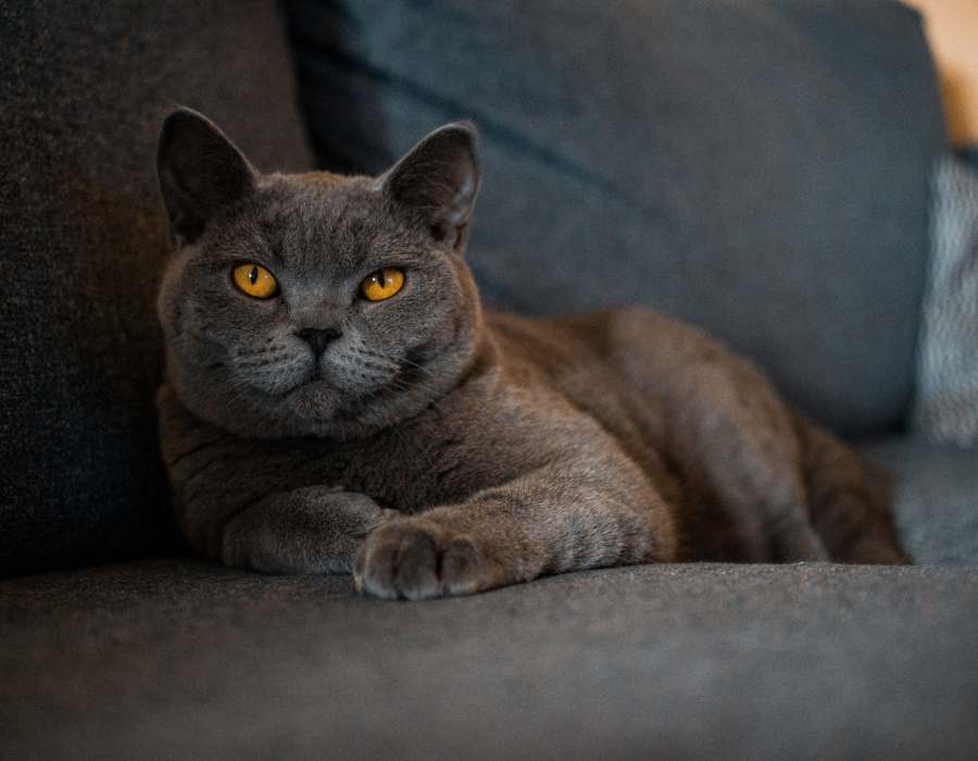 Razas de gatos que son súper tranquilas y relajadas