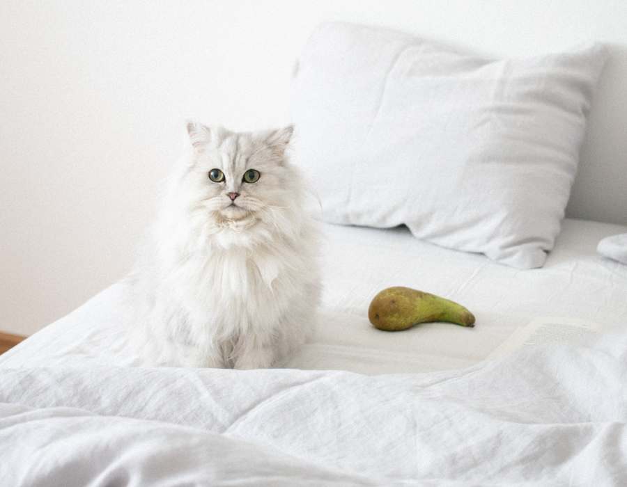 Razas de gatos que son súper tranquilas y relajadas