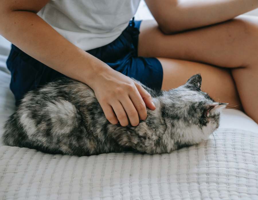 Señales que indican que tu gato es feliz