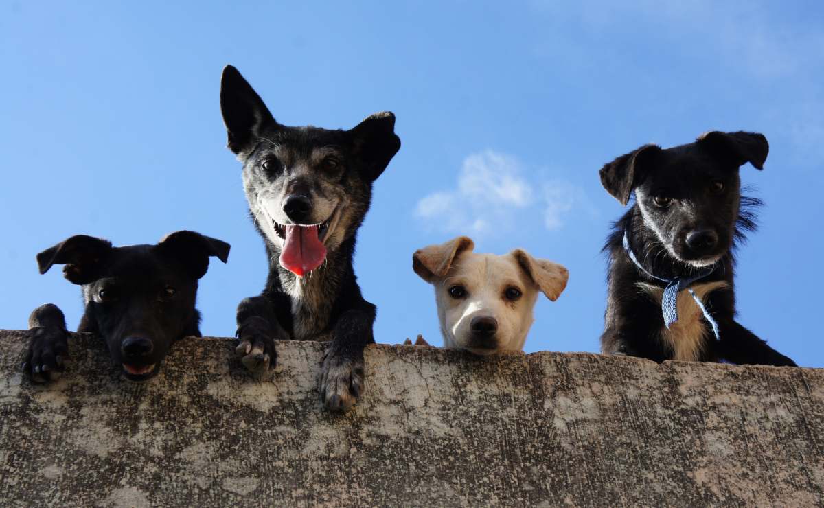 Arte y Perros, experiencia artística para disfrutar con tu ‘lomito’