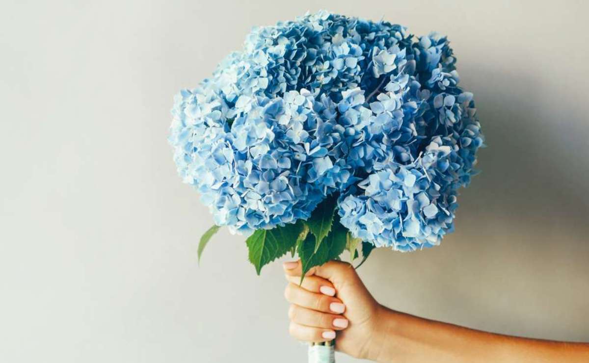 ¿Por qué se regalan flores azules el primer martes de octubre?
