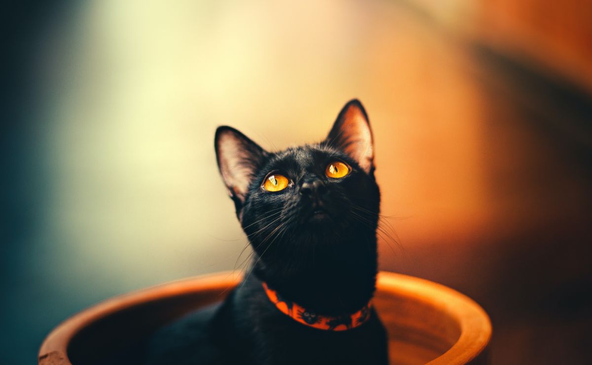¿Es cierto que los gatos negros están en peligro durante octubre?