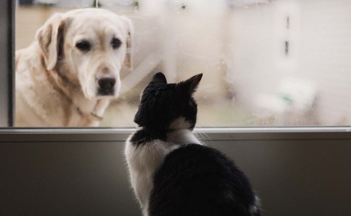 Los perros y gatos pueden vivir en la misma casa, ¿cierto o falso?