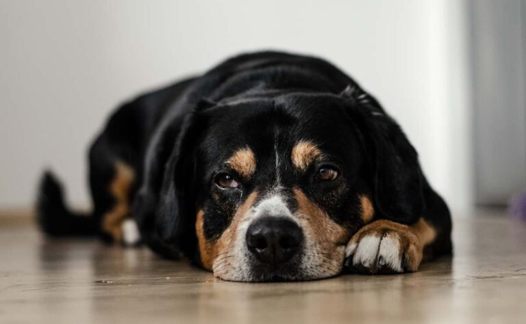 5 buenas razones para adoptar un perro viejito