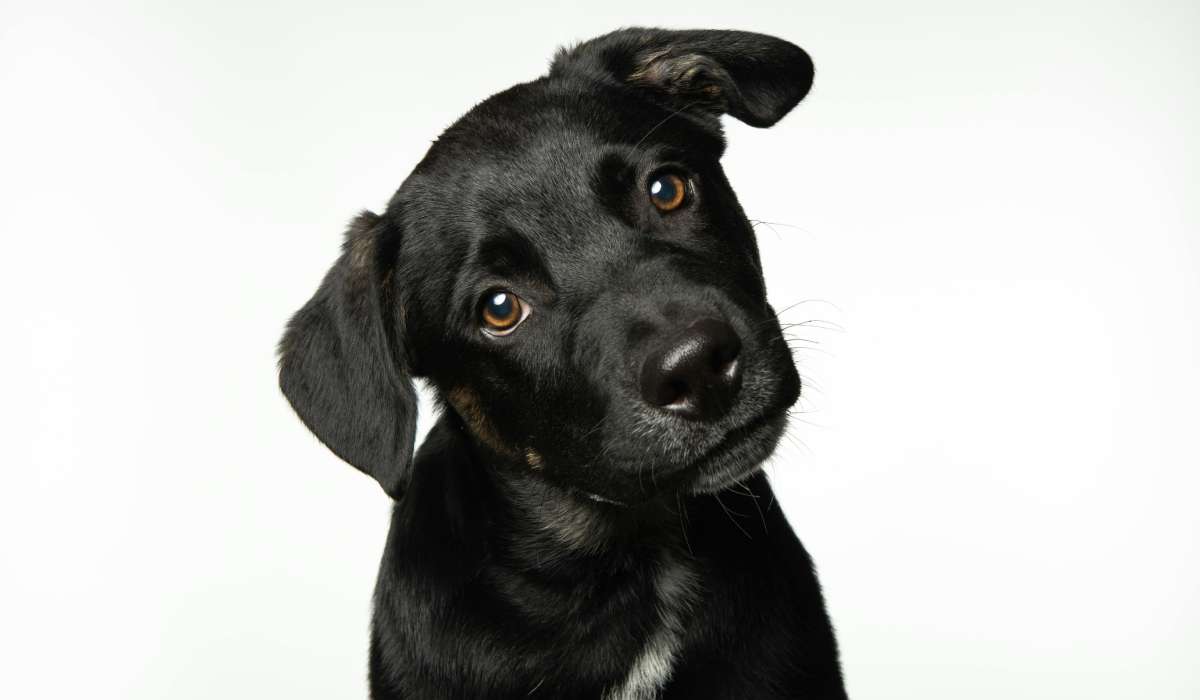 El síndrome del perro negro, ¿por qué estos 'lomitos' son menos adoptados?