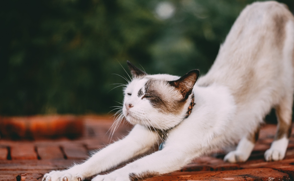 Por qué los gatos necesitan juguetes para rascar 