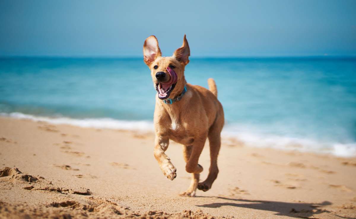¡Viaje pet friendly! 11 lugares en Cancún para llevar a tu perro