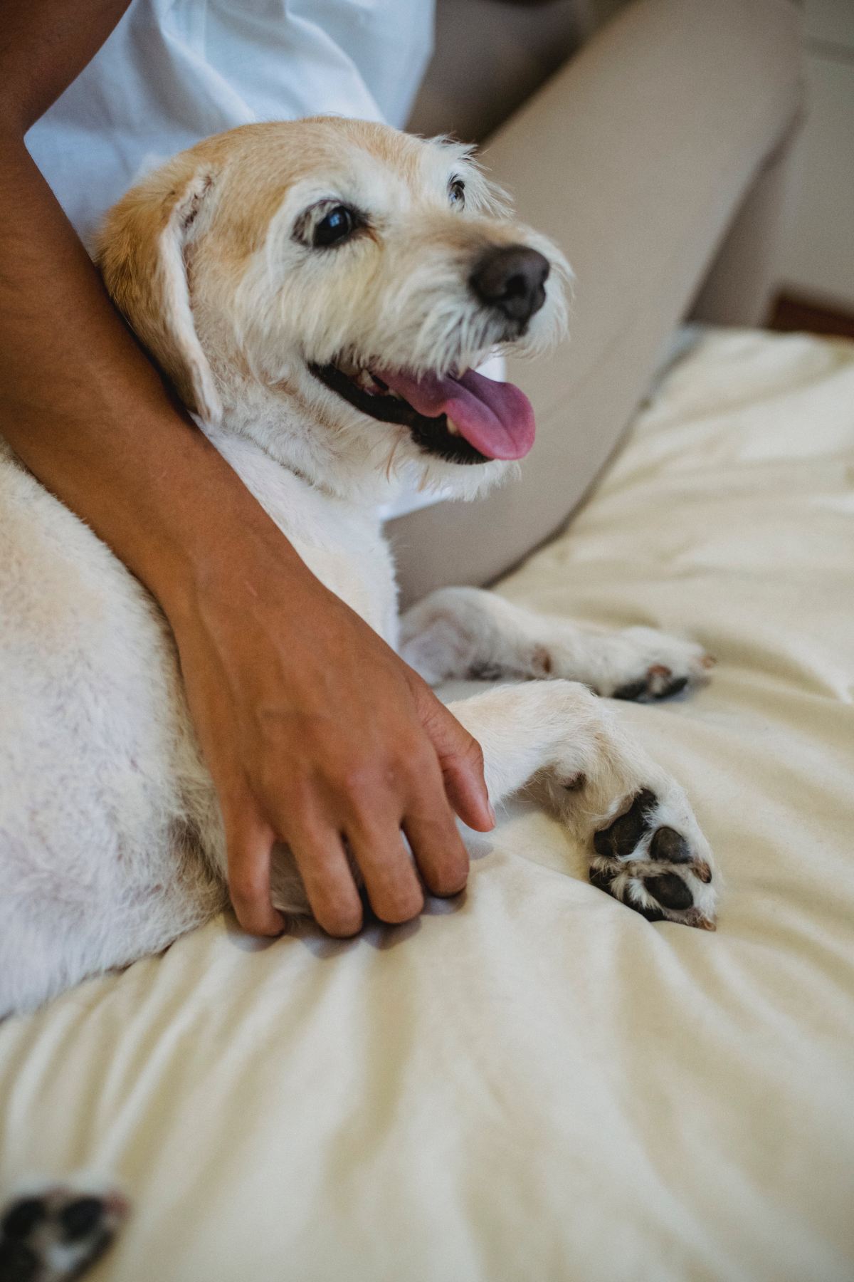 Cómo proteger a los perros de la pirotecnia