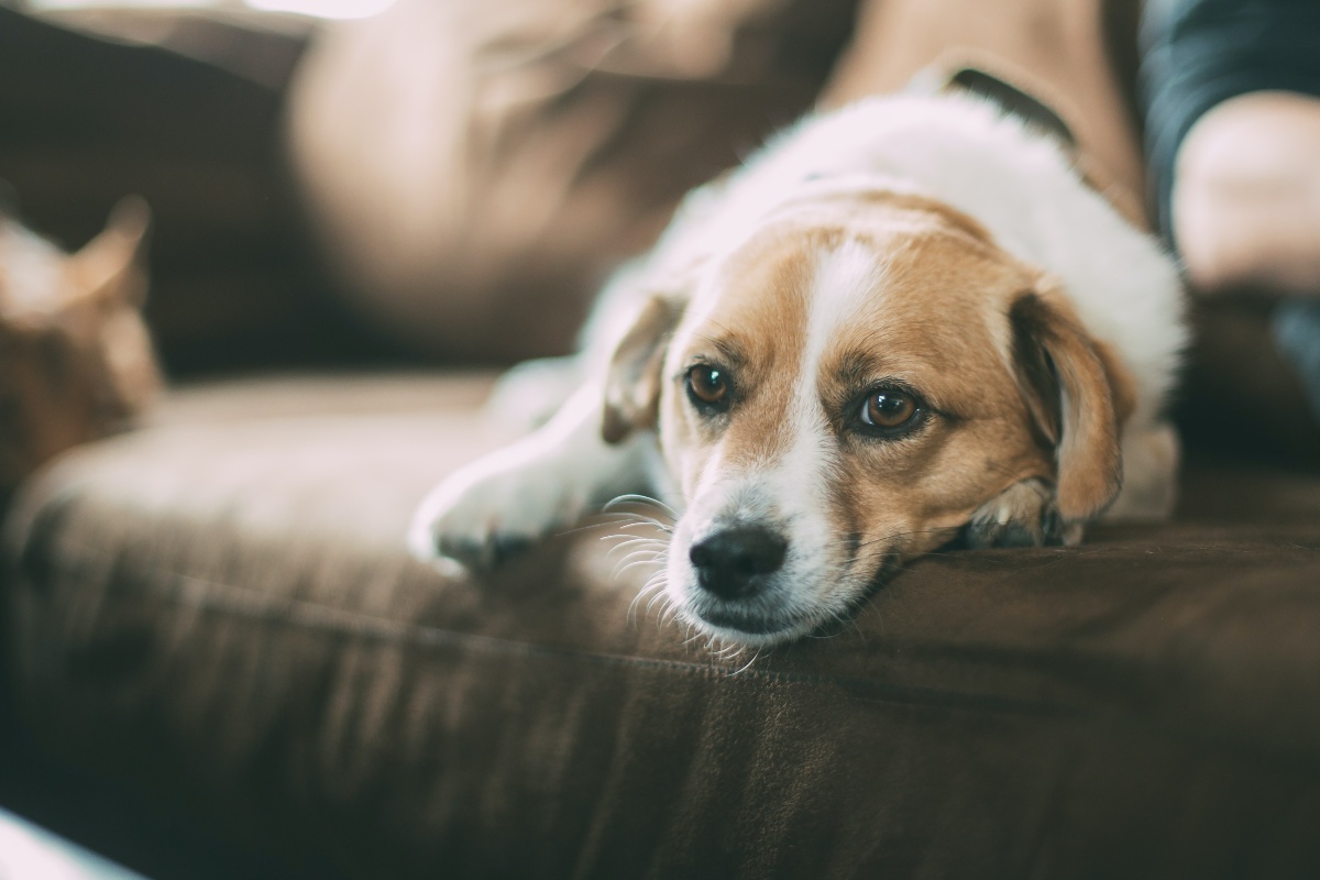 Cómo proteger a los perros de la pirotecnia