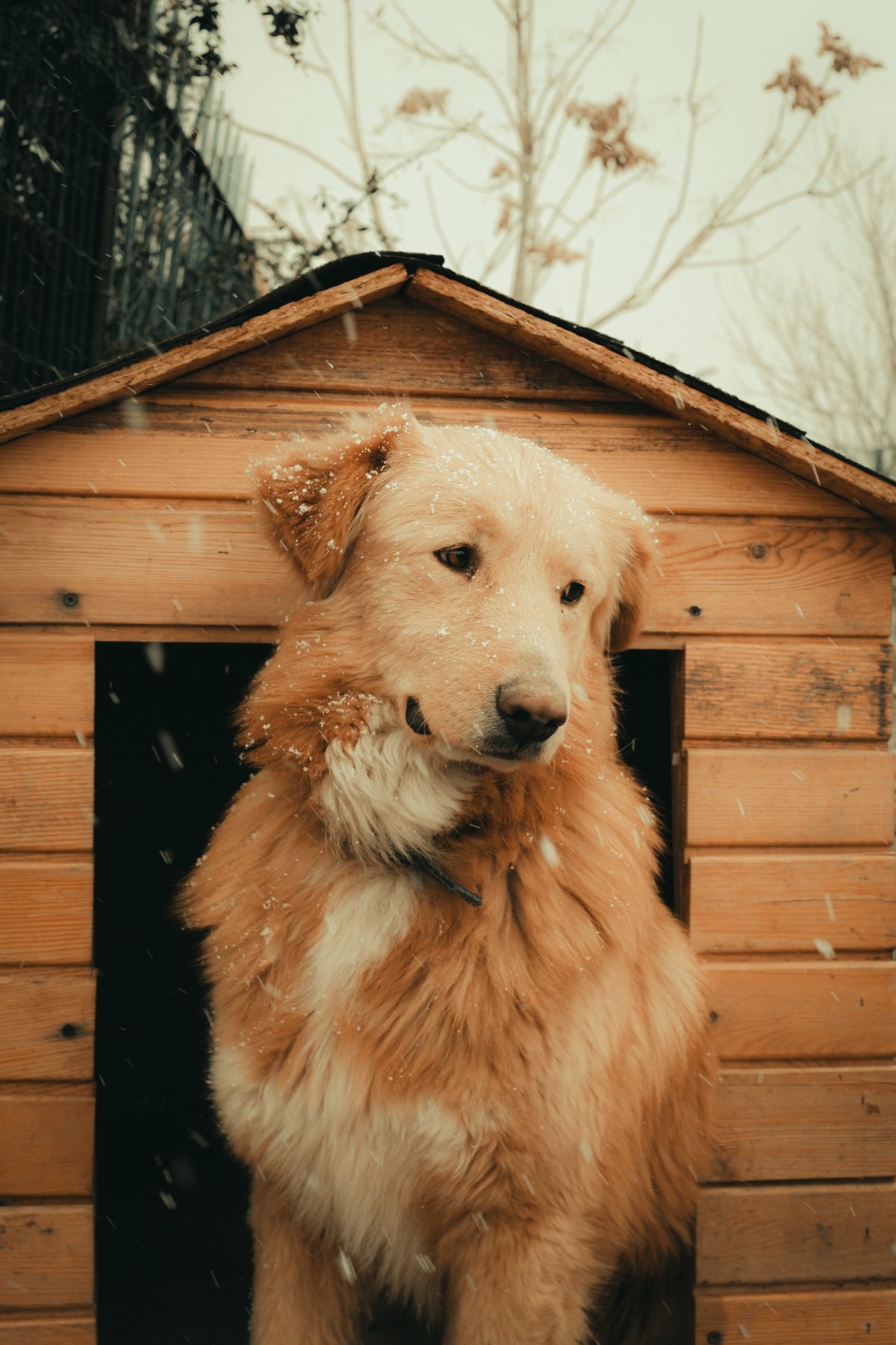 perros pueden dormir afuera