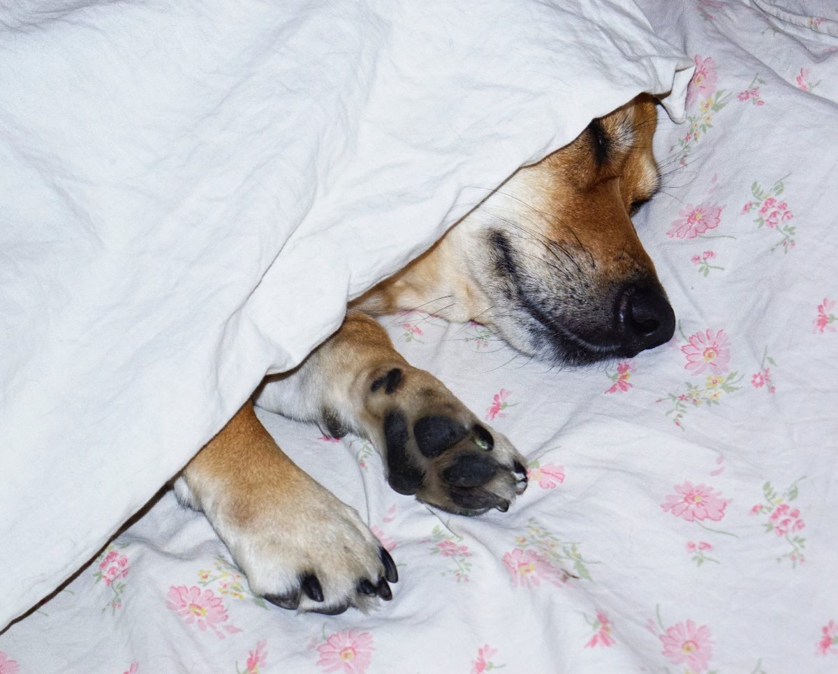 perros pueden dormir afuera