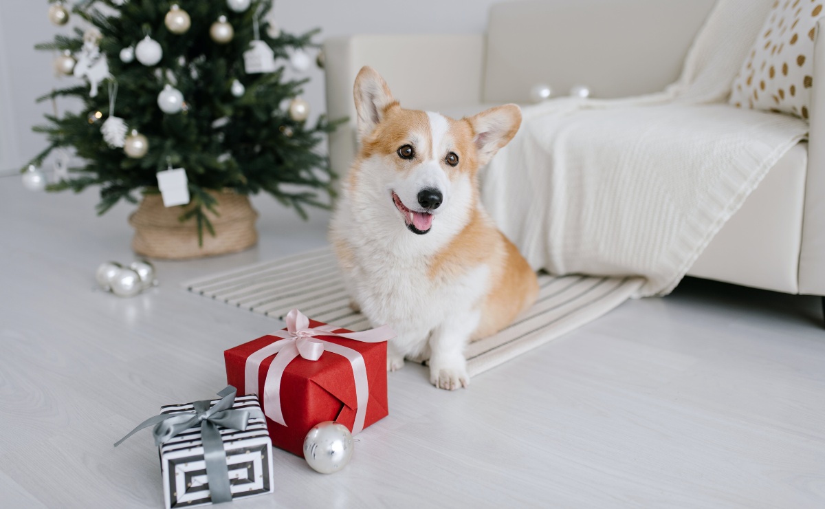 5 divertidas ideas de regalos para hacer felices a tus perritos