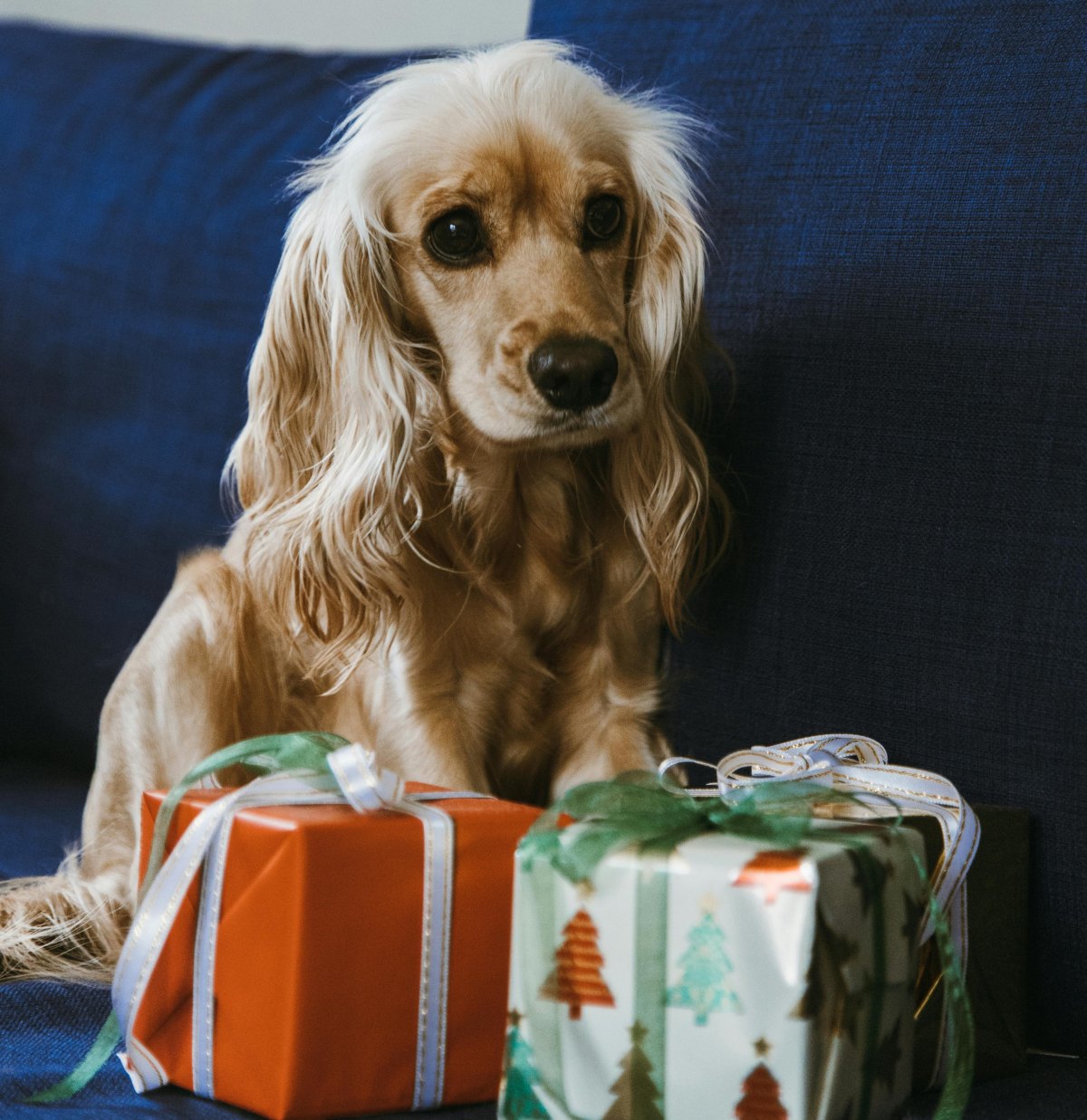 ideas de regalos para perros