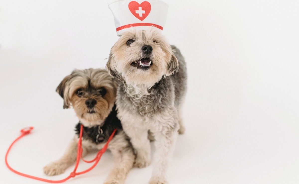 Mascotas sanas y felices: piden crear clínicas veterinarias públicas en México