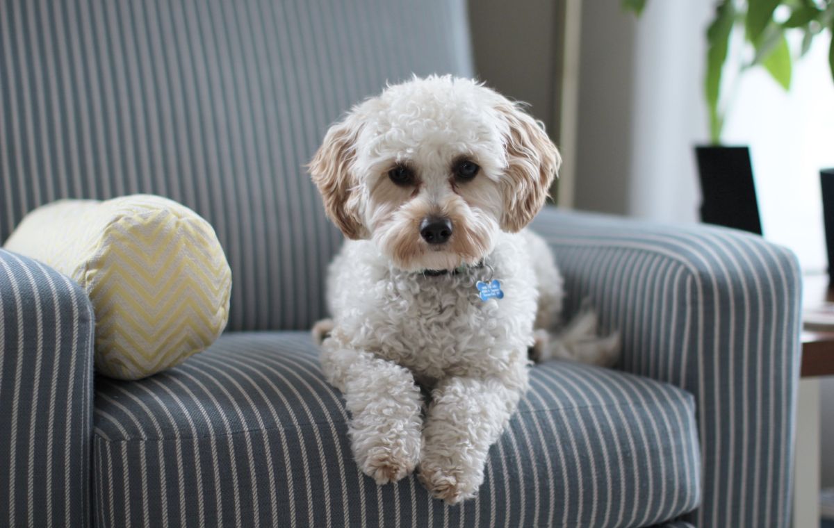 Razas de perros que no toleran quedarse solas mucho tiempo en casa