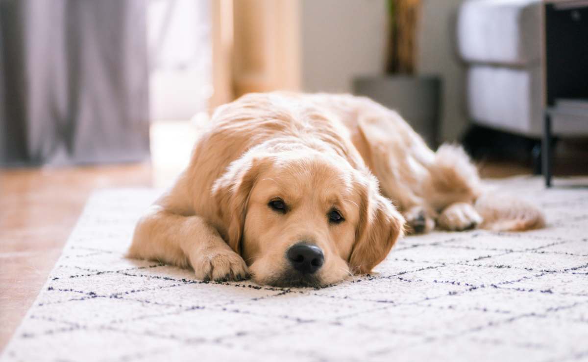 Por qué NO deberías llevar a tu perro a la marcha del Día de la Mujer