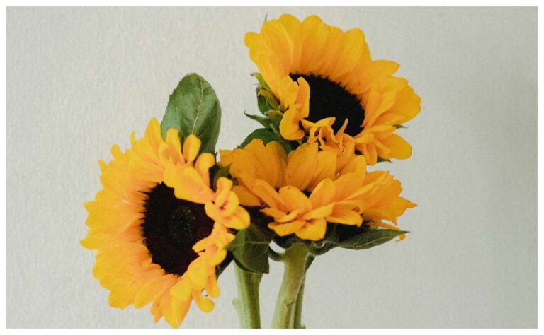 Por qué se regalan flores amarillas el 21 de marzo